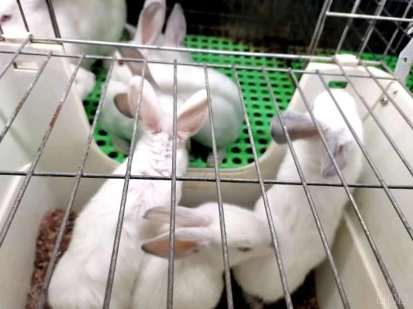 会念“致富经”的养兔人罗鸿昌插图2