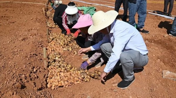 四川凉山州会东县鲁吉镇金沙姜”的示范种植插图 四川凉山州会东县鲁吉镇金沙姜”的示范种植插图