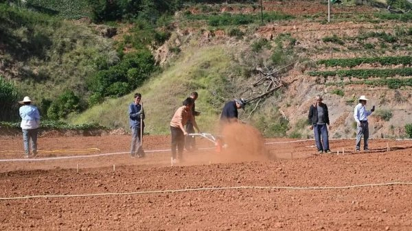 四川凉山州会东县鲁吉镇金沙姜”的示范种植插图1 四川凉山州会东县鲁吉镇金沙姜”的示范种植插图1