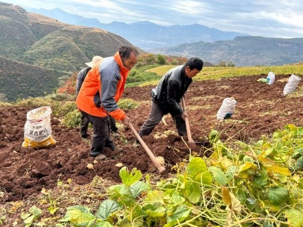 嘎吉镇利用特色农产品推动乡村振兴：土瓜种植带来可观收益插图3