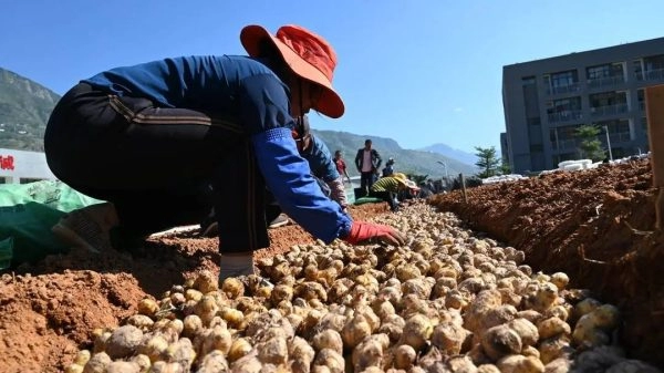 四川凉山州会东县鲁吉镇金沙姜”的示范种植插图2 四川凉山州会东县鲁吉镇金沙姜”的示范种植插图2