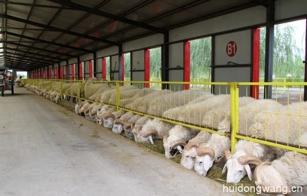 会东美食资讯:巴彦淖尔市羊肉屠宰价格(巴彦淖尔市羊肉价格)?插图 会东美食资讯:巴彦淖尔市羊肉屠宰价格(巴彦淖尔市羊肉价格)?插图