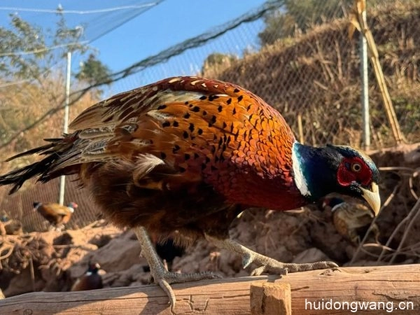 铅锌镇龙滩村的窦兴文回到家乡办起了七彩山鸡养殖场-会东网