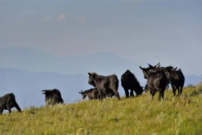 寻味会东·共飨珍馐:2023年冬季暖阳凉山游系列活动-会东网