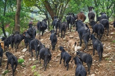 会东县鲹鱼河镇的村庄数量(行政区划信息)?插图1 会东县鲹鱼河镇的村庄数量(行政区划信息)?插图1