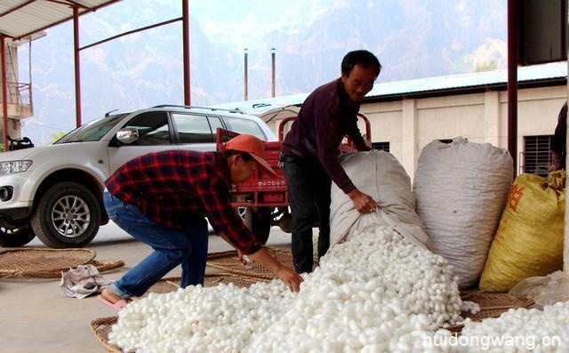 会东蚕丝（会东县的蚕丝制品介绍）？-会东网