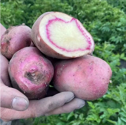 洋芋是哪儿的方言（土豆什么地方叫洋芋）？-会东网