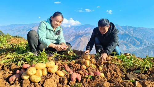 土豆跟洋芋一样吗能吃吗有毒吗（洋芋跟土豆是一种吗能吃吗有毒吗）-会东网