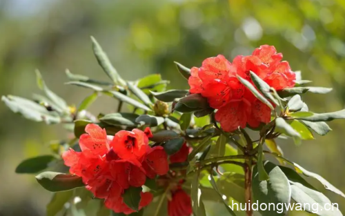 会东杜鹃：大凉山深处的绚丽之花-会东网