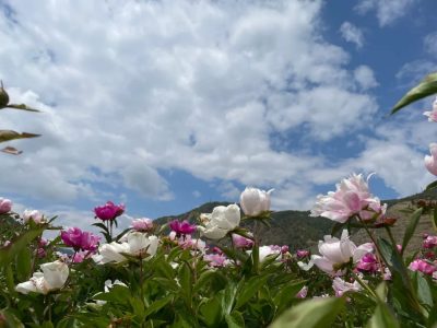 会东旅游景点推荐理由(为什么选择这些会东旅游景点)?-会东网