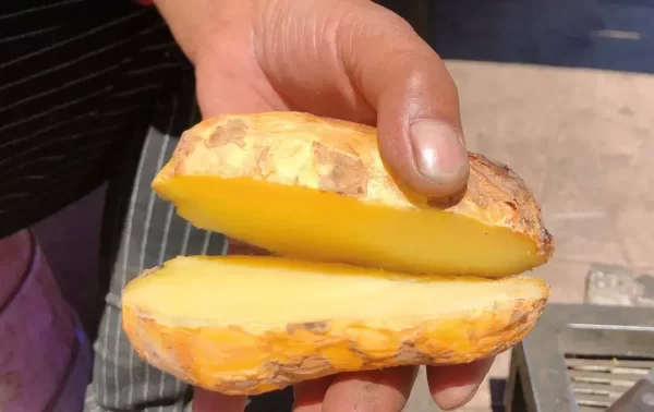 洋芋和土豆是一样的吗为什么呢（洋芋和土豆是一样的吗为什么不能吃）-会东网