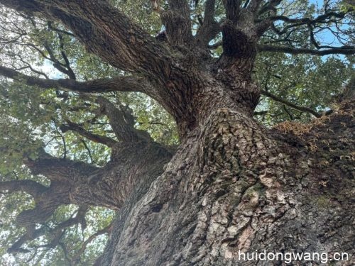 会东县林草局对鲹鱼河镇普发村古树进行保护插图1