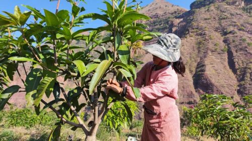 会东县农业农村局:助力铁柳镇果农做好果树冬季管护工作-会东网