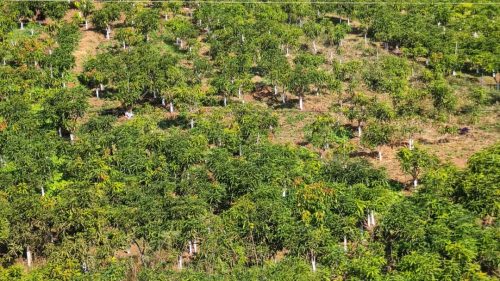 会东县农业农村局：助力铁柳镇果农做好果树冬季管护工作插图3