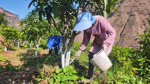 会东县农业农村局：助力铁柳镇果农做好果树冬季管护工作插图1