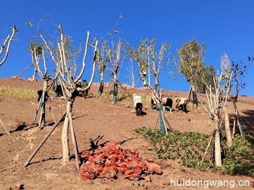 会东鱼山音乐广场建设项目（鱼山音乐广场建设进展）？插图2
