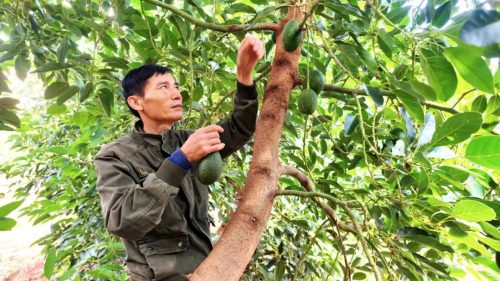 会东三农融合发展绘就乡村振兴新画卷插图2