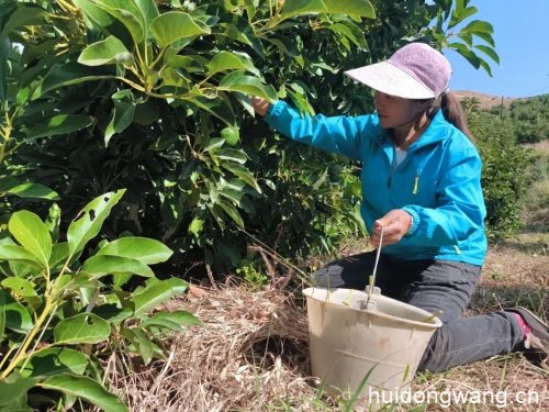 会东枇杷品种(会东枇杷的种植)?插图 会东枇杷品种(会东枇杷的种植)?插图