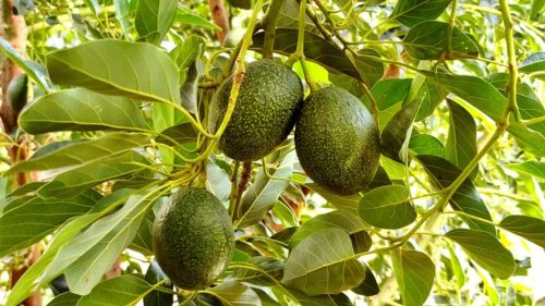 会东三农融合发展绘就乡村振兴新画卷插图1