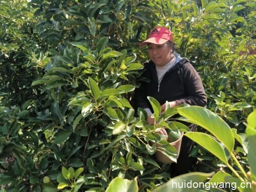 会东县淌塘镇牛油果种植基地（会东牛油果鲜果年产量）？插图3