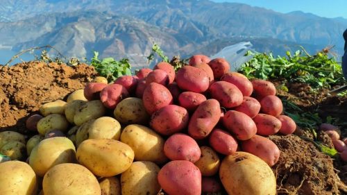 土豆和洋芋是一个东西吗为什么（土豆和洋芋一样吗） ？-会东网