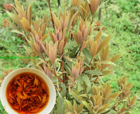 会东淌塘老鹰茶(会东老鹰茶介绍)?-会东网