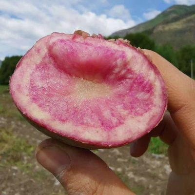 洋芋出自哪里（叫洋芋的地方）？-会东网