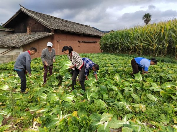 会东堵格蔬菜(堵格镇大白菜种植)?-会东网