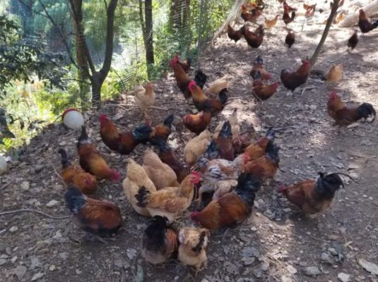 会东县2022年gdp(会东县2022年收入)?-会东网