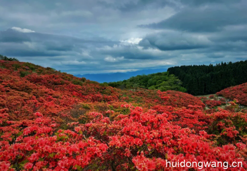 会东杜鹃(会东杜鹃什么花科)插图1 会东杜鹃(会东杜鹃什么花科)插图1