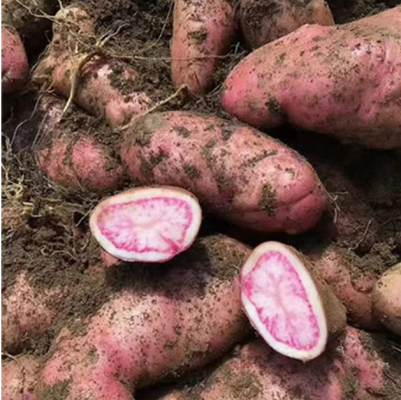 洋芋是哪个地方的方言（哪里叫土豆叫洋芋）？-会东网