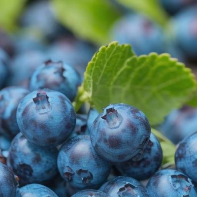 有哪些会东县特产(列举一些会东县的特产)?插图 有哪些会东县特产(列举一些会东县的特产)?插图