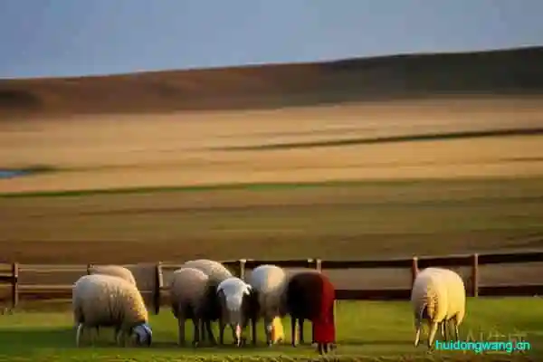 正宗内蒙羊肉(内蒙羊肉品质评价)?-会东网