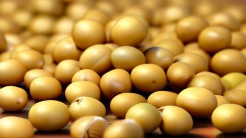 羊肉和什么炖好(适合搭配炖制的食材推荐)?插图7 羊肉和什么炖好(适合搭配炖制的食材推荐)?插图7