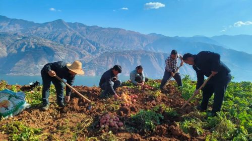 土豆洋芋是一个东西吗-会东网