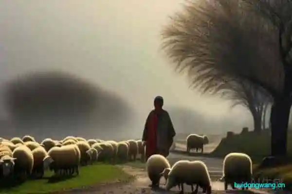 藏书羊肉出自哪里(藏书羊肉产地介绍)?-会东网