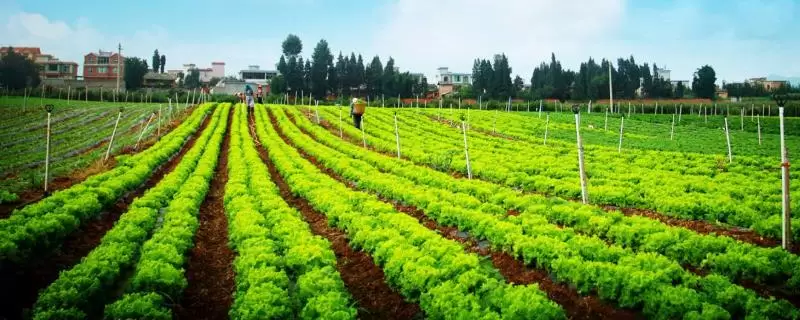 新型农业种植有哪些，建议选择合适的养殖模式-会东网