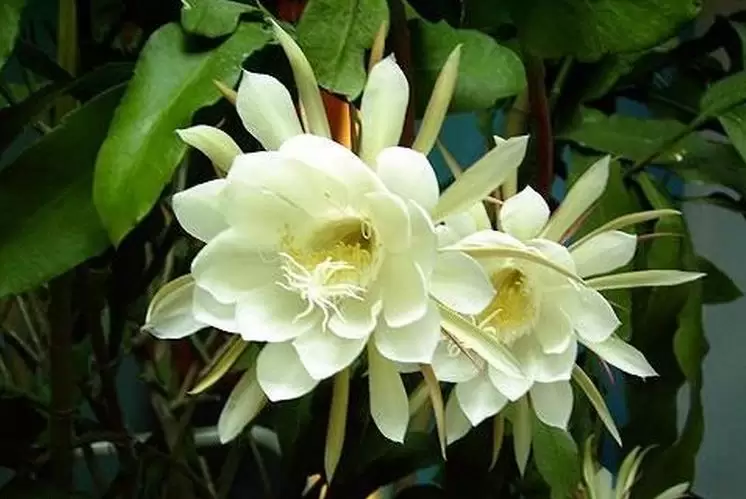昙花盆栽养植方法和注意事项-会东网