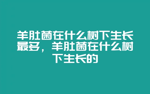 羊肚菌在什么树下生长最多,羊肚菌在什么树下生长的-会东网