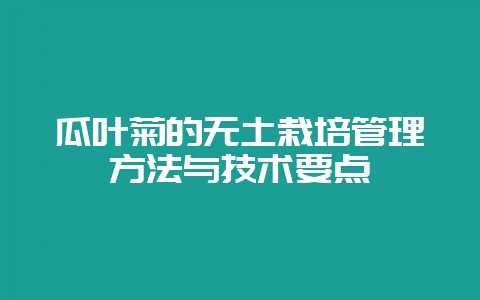 瓜叶菊的无土栽培管理方法与技术要点-会东网