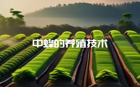 中蜂的养殖技术-会东网