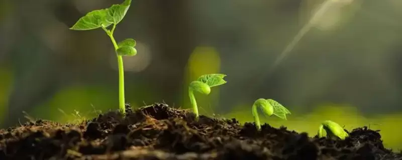 温度对植物生长的影响-会东网