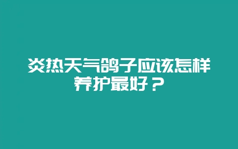 炎热天气鸽子应该怎样养护最好?-会东网