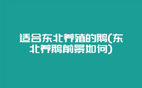 适合东北养殖的鹅(东北养鹅前景如何)-会东网