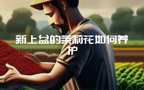 新上盆的茉莉花如何养护-会东网