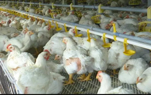 鸡，鸭  鹅怎么注射疫苗，注射钱的注意事项 注射多少看这里-会东网