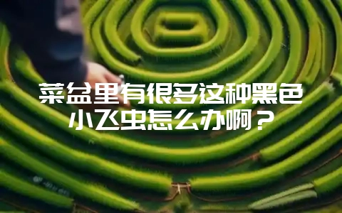 菜盆里有很多这种黑色小飞虫怎么办啊？-会东网
