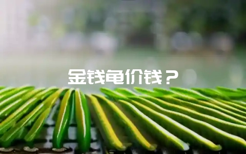 金钱龟价钱？-会东网
