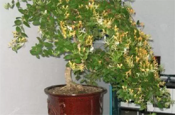 盆栽金银花种植技术 金银花是否娇气难养?-会东网