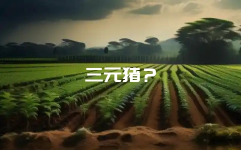 三元猪？-会东网